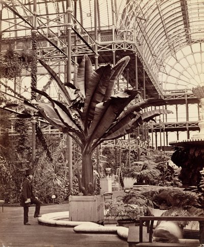 Tropical Plants in the Egyptian Room, Crystal Palace, Sydenham, 1854 by Philip Henry Delamotte